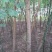 山东聊城市冠县苗木基地供应国槐，白腊树，椿树