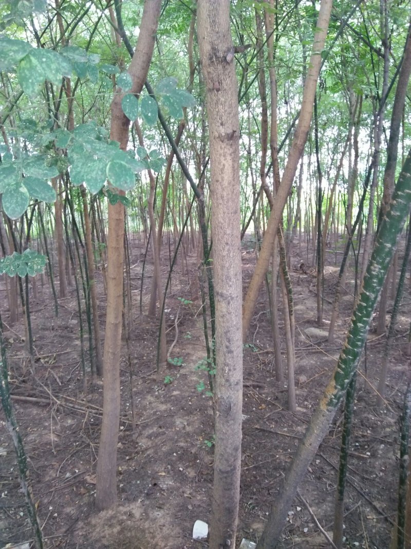 山东聊城市冠县苗木基地供应国槐，白腊树，椿树