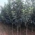 寒富苹果树苗，是一种耐寒苹果苗，以其爱成活，果个大著称