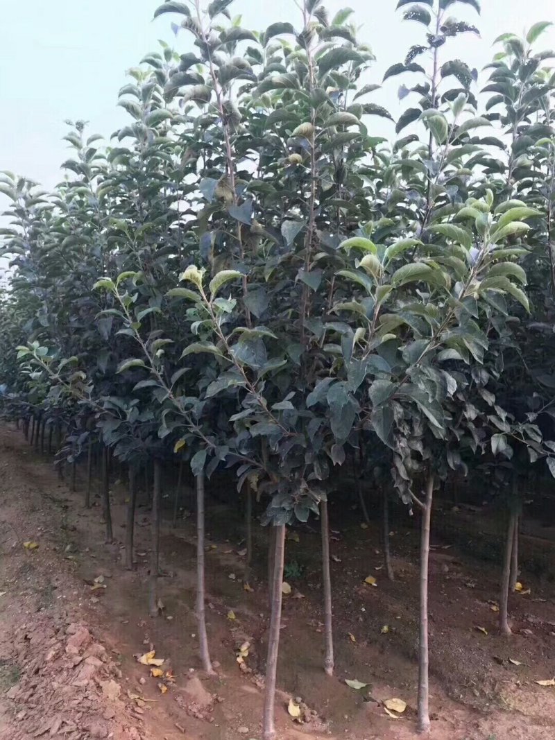 寒富苹果树苗，是一种耐寒苹果苗，以其爱成活，果个大著称