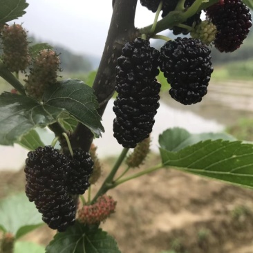 果桑苗无籽大十桑树苗现挖已嫁接包成活提供技术协助销售