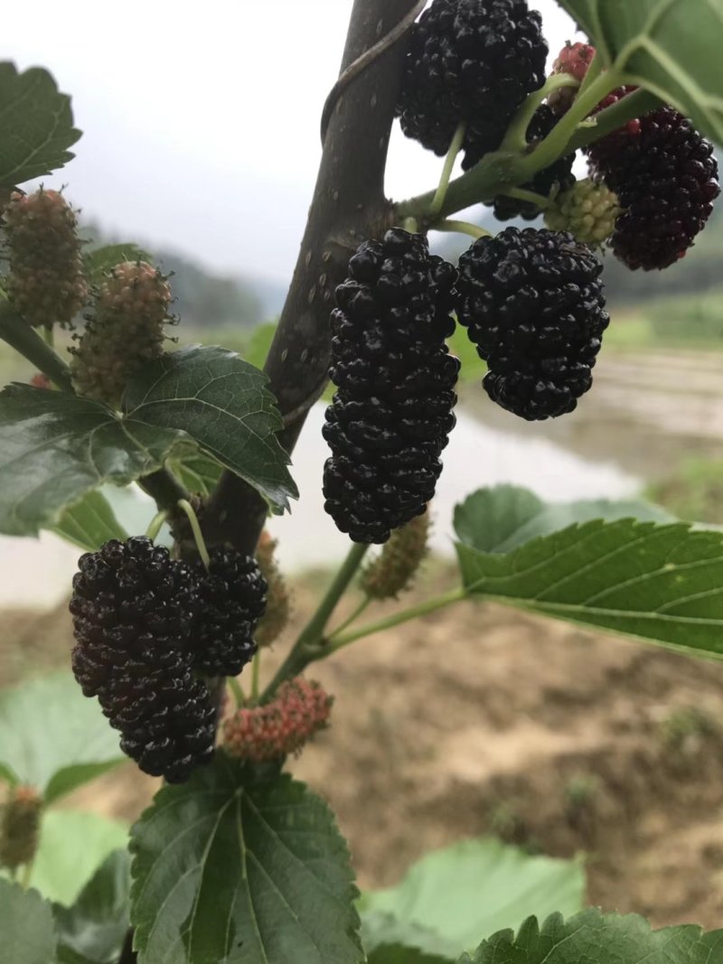 果桑苗无籽大十桑树苗现挖已嫁接包成活提供技术协助销售
