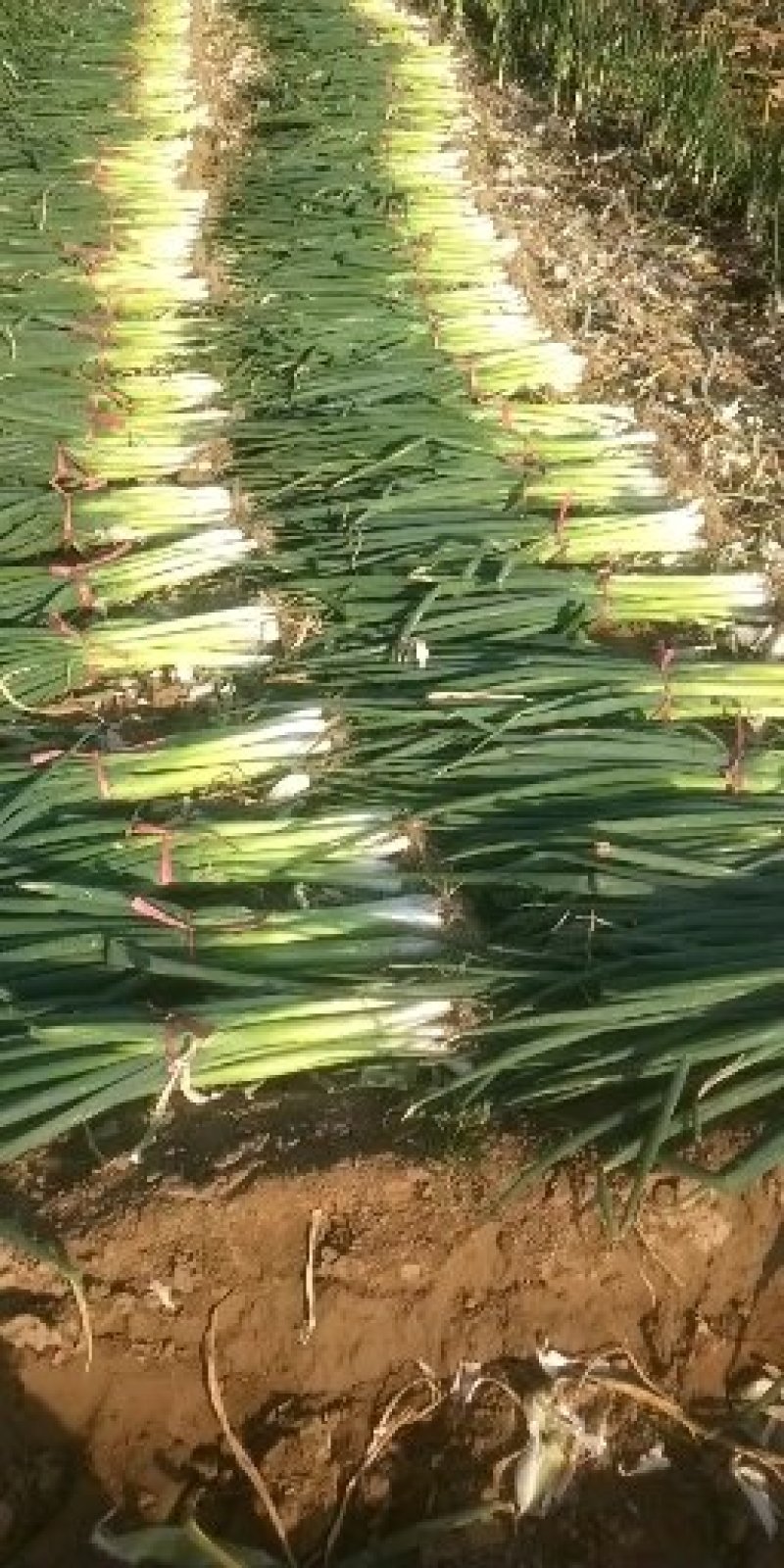 高洁白大葱净葱2cm左右35~40cm