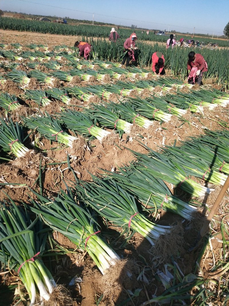 高洁白大葱净葱2cm左右35~40cm