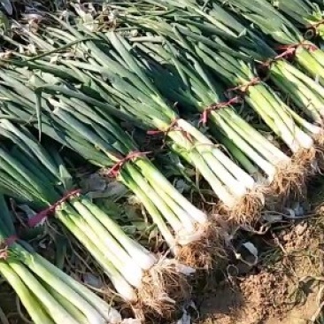 高洁白大葱净葱2cm左右35~40cm