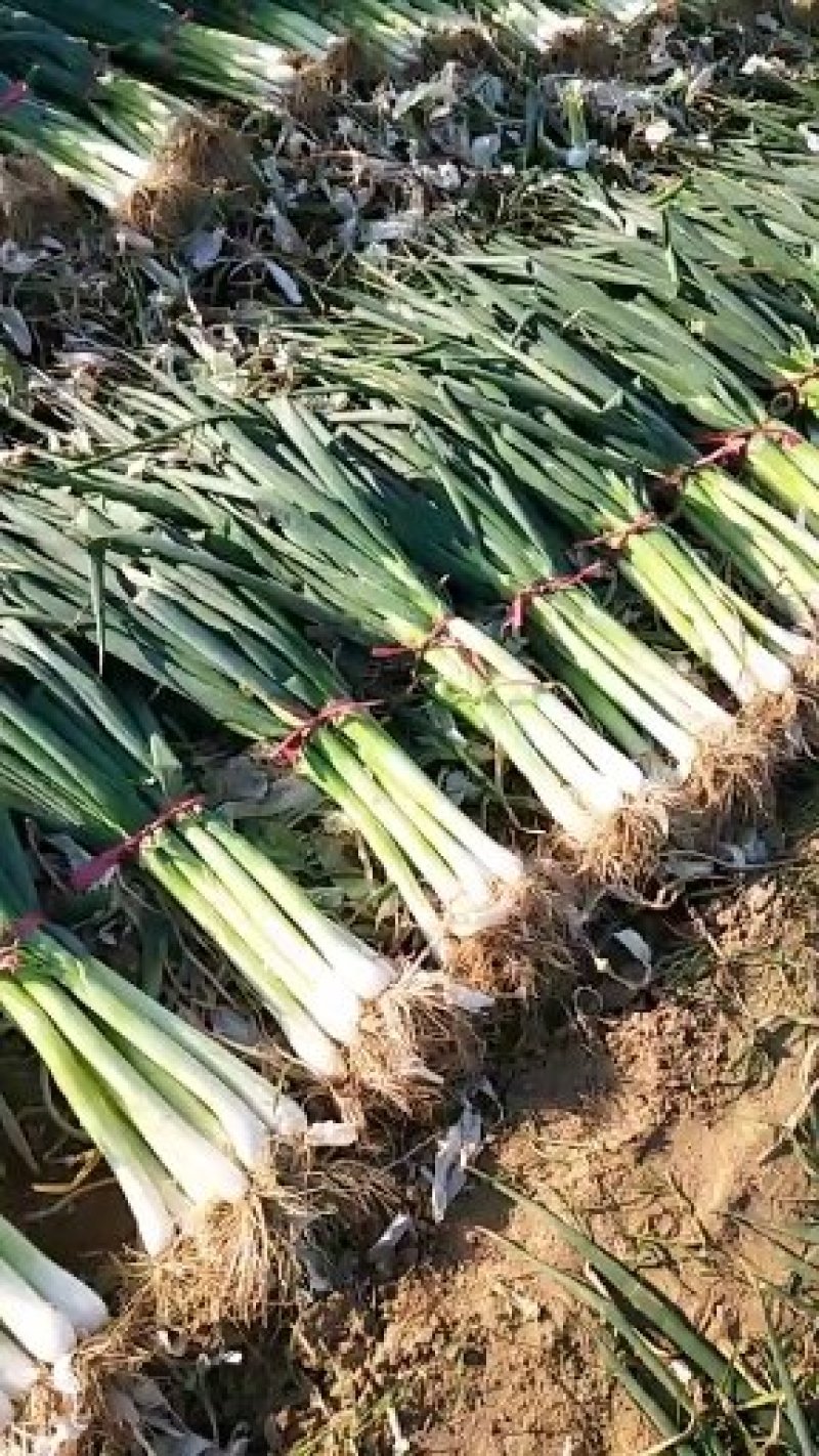 高洁白大葱净葱2cm左右35~40cm