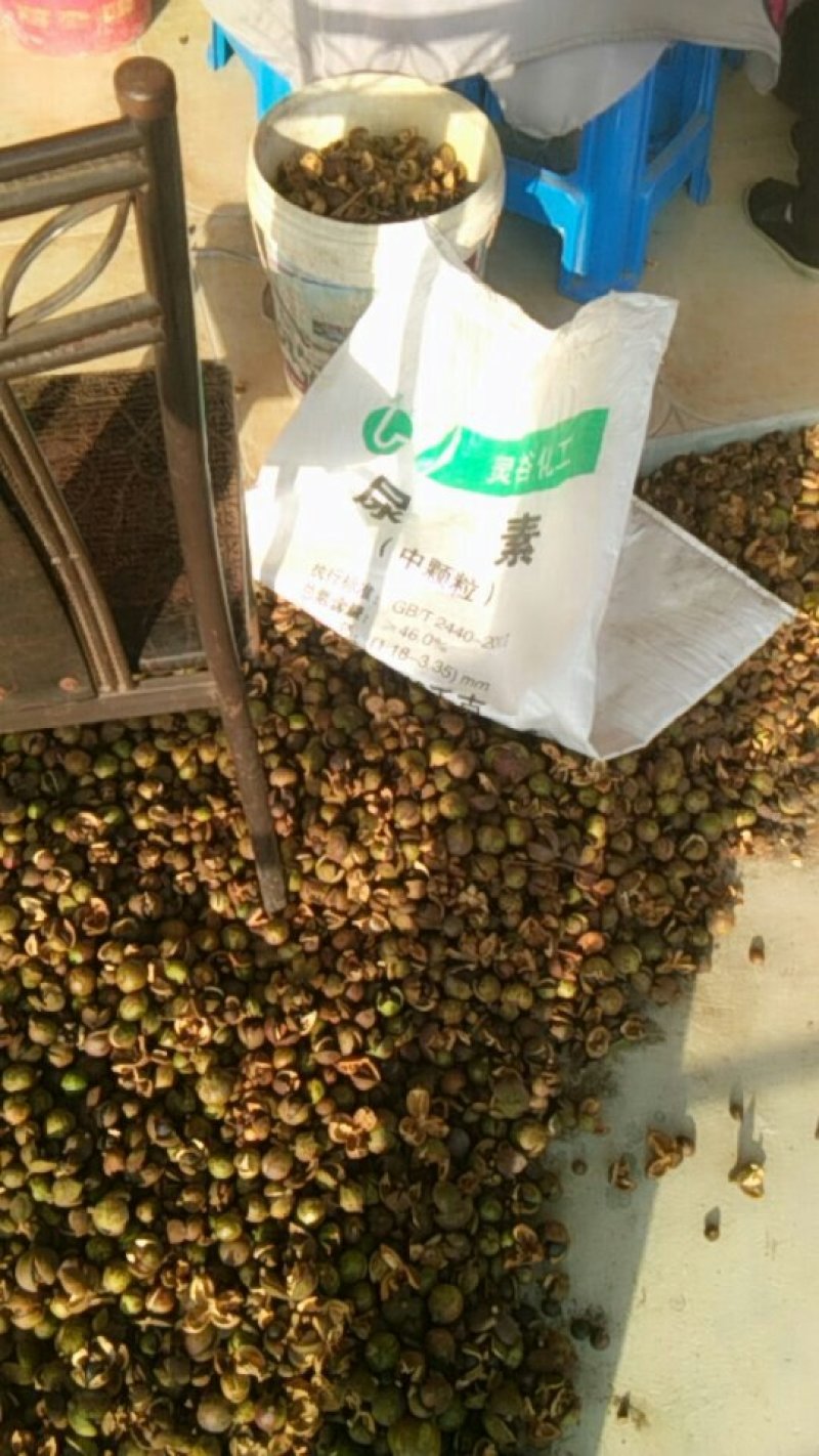 山茶籽