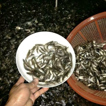 加州鲈鱼苗大嘴黑鲈鱼苗鲈鱼苗加州鲈鱼苗路亚苗大口黑鲈