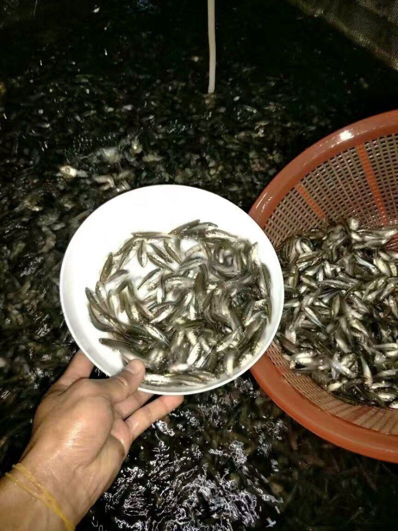 加州鲈鱼苗大嘴黑鲈鱼苗鲈鱼苗加州鲈鱼苗路亚苗大口黑鲈