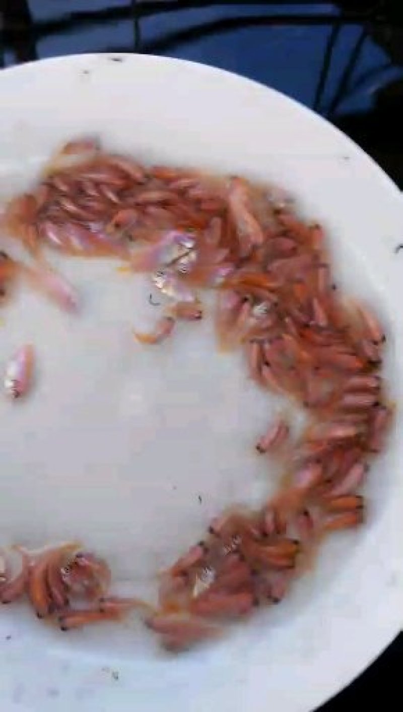 红罗非鱼苗彩虹鲷鱼苗红罗非鱼苗彩虹鲷鱼苗福寿鱼非洲鲫鱼