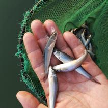 银雪鱼苗，淡水鱼苗大量批发供应现苗发货优质银鳕鱼苗雪鱼