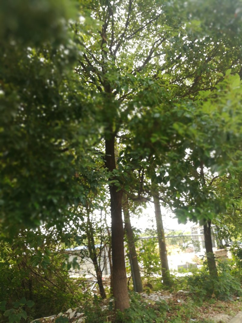 香樟