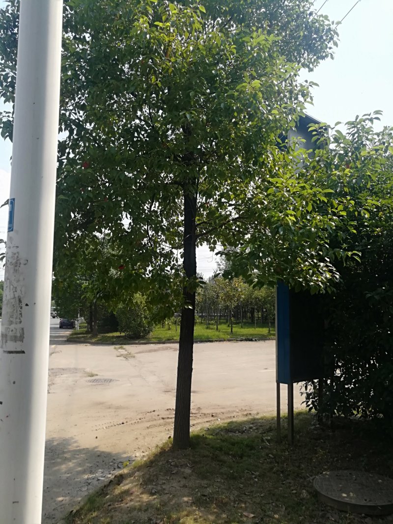 香樟