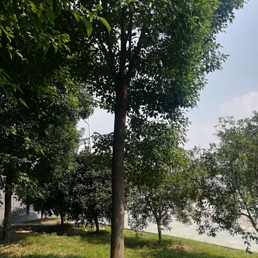 香樟