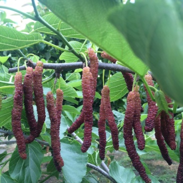 长果桑树苗100cm，根系发达