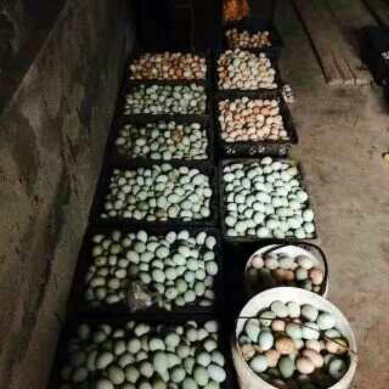 五黑绿壳蛋鸡苗绿壳蛋鸡苗高产绿壳蛋鸡苗
