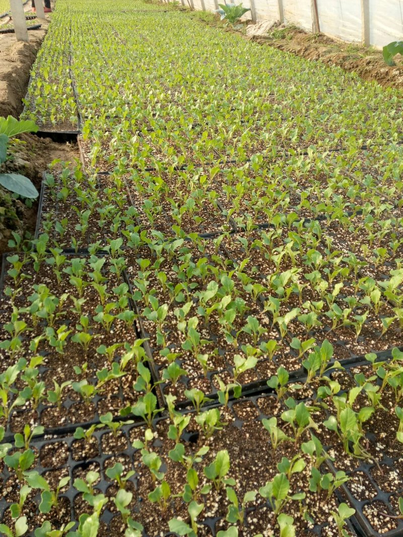 菜花苗，常年供应各个品种青梗白面花菜苗质量有保证，发货快