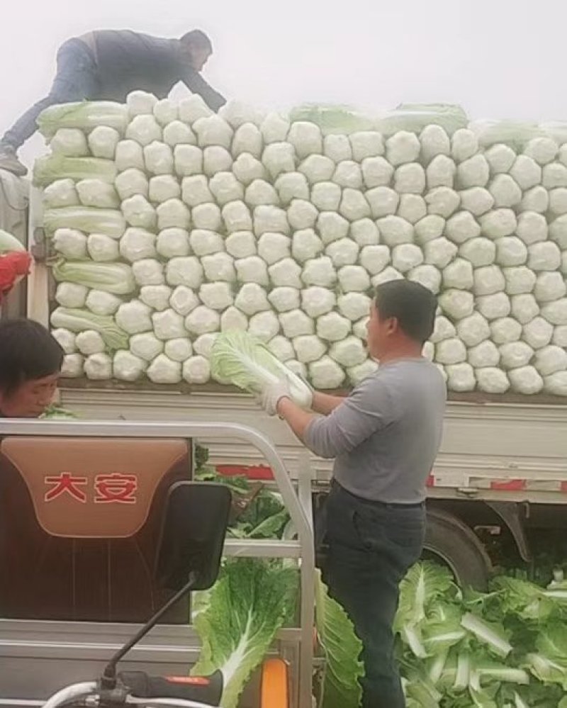 北京新三号供应量大，供应期长