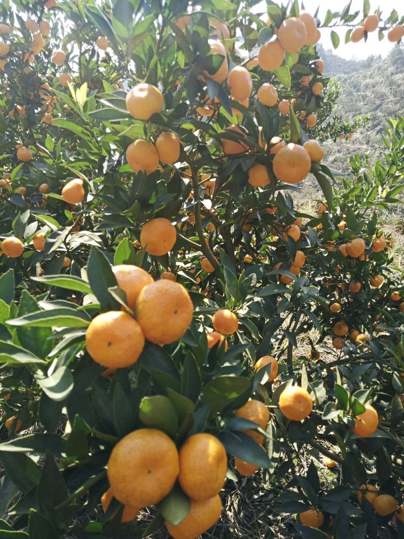 精品优质南丰蜜橘本产地区，果面干净，味道甜，一手货源。