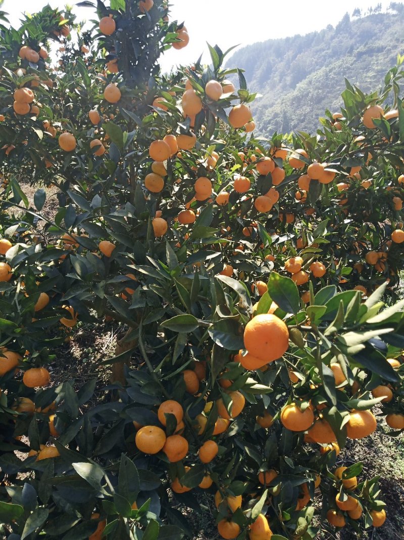 精品优质南丰蜜橘本产地区，果面干净，味道甜，一手货源。