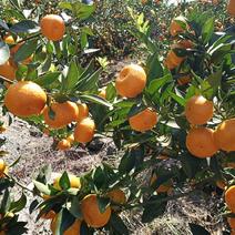 精品优质南丰蜜橘本产地区，果面干净，味道甜，一手货源。