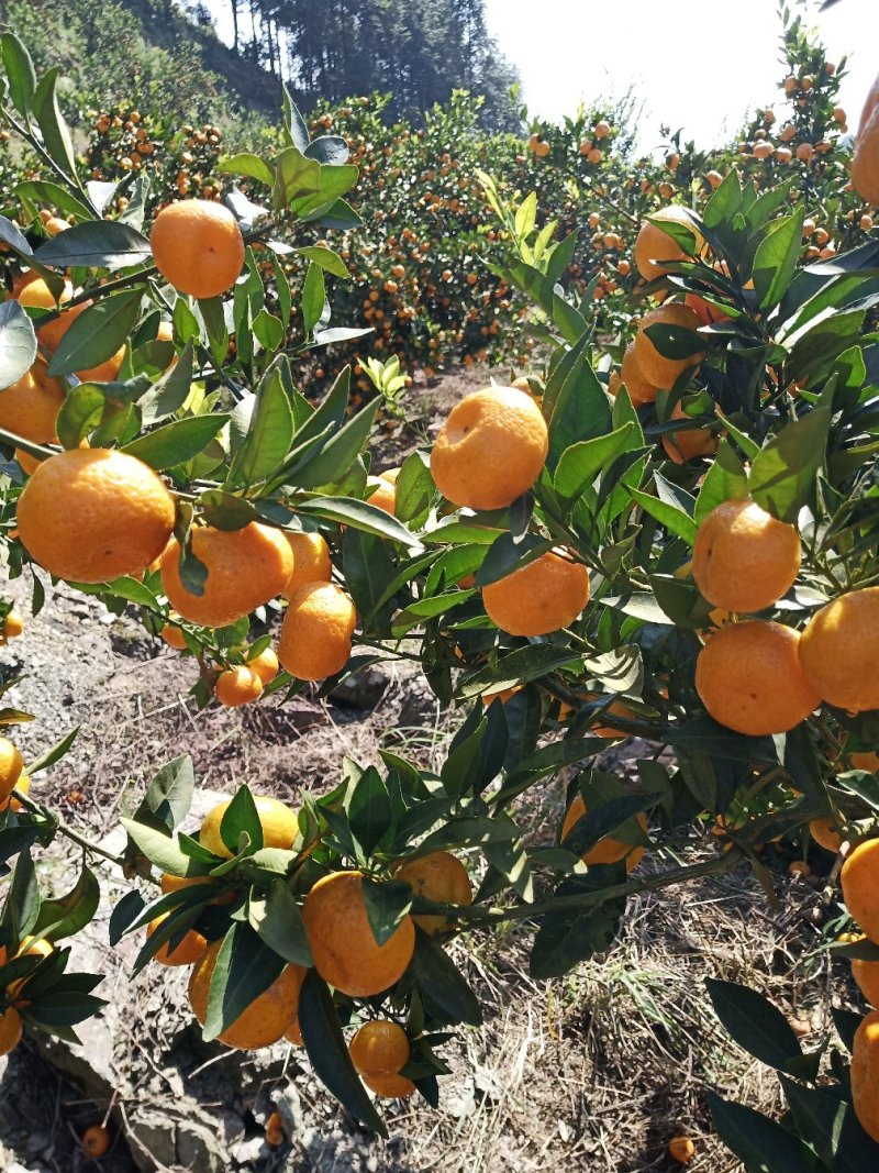 精品优质南丰蜜橘本产地区，果面干净，味道甜，一手货源。