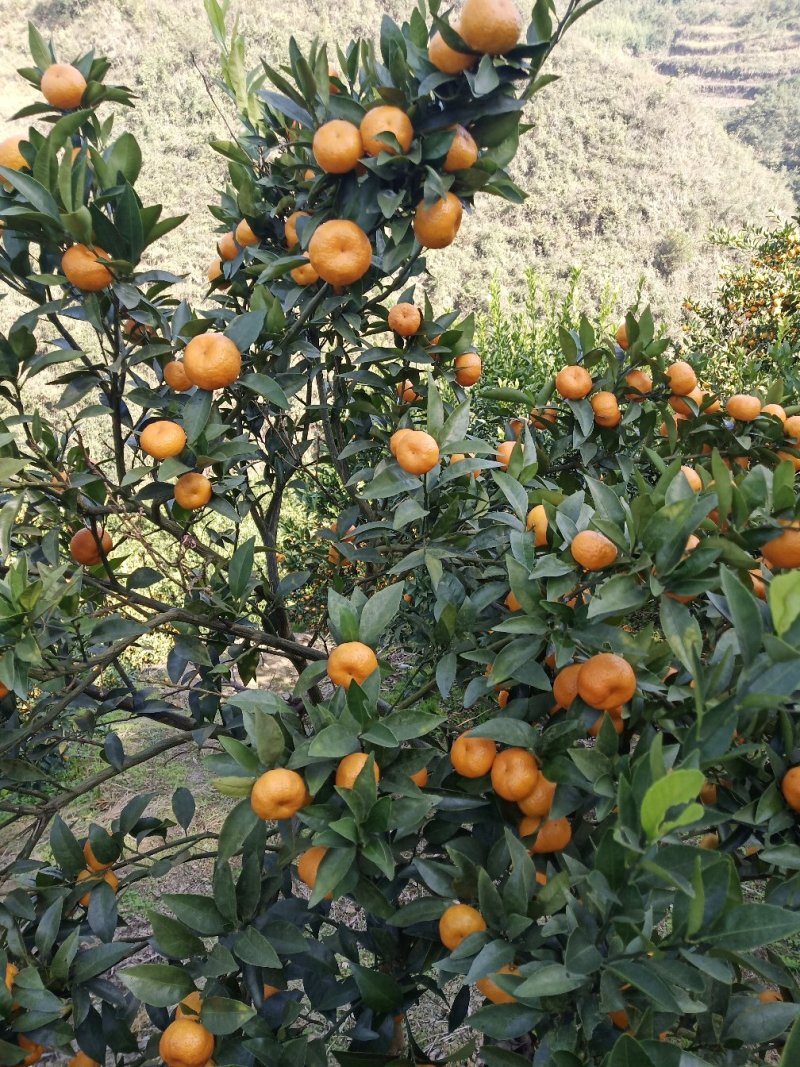 精品优质南丰蜜橘本产地区，果面干净，味道甜，一手货源。