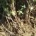 金银花苗基地现挖，保证成活率高，品种保证，死苗免费补发