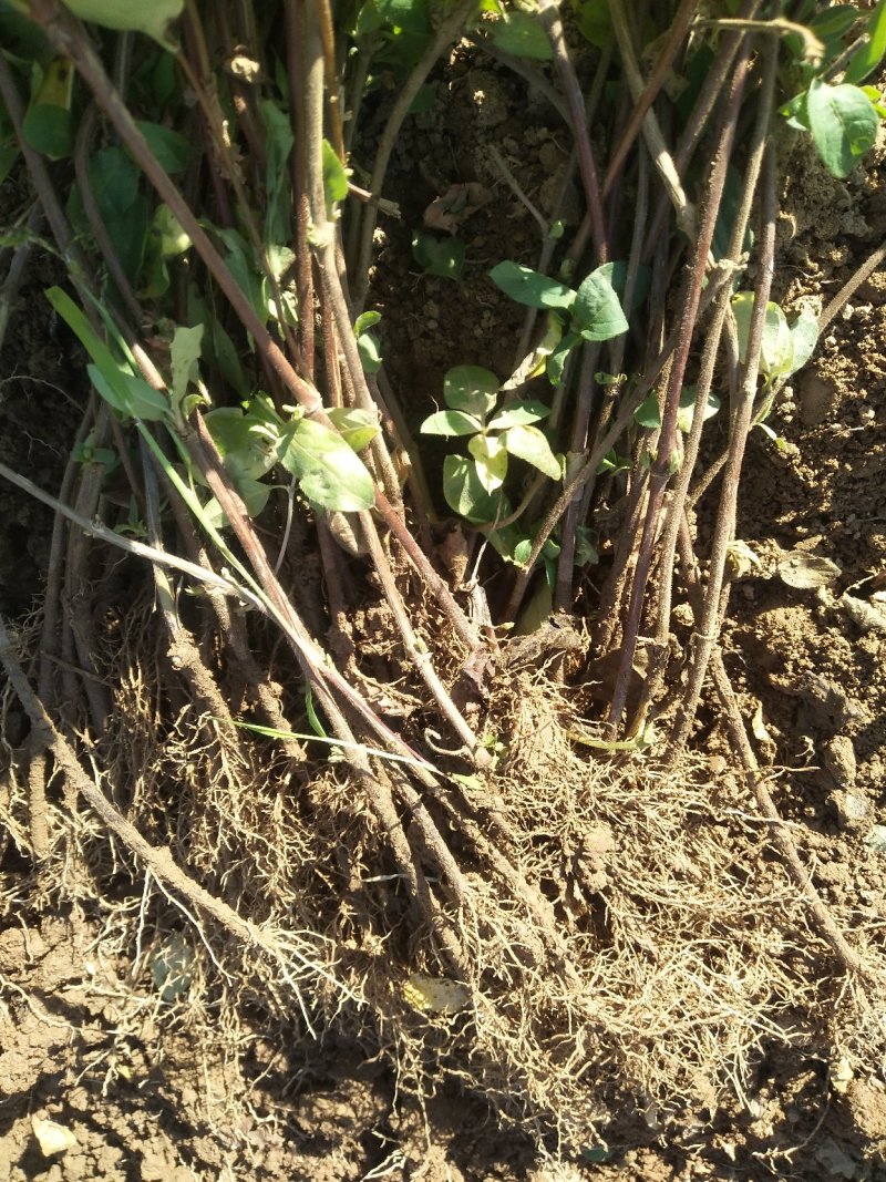 金银花苗基地现挖，保证成活率高，品种保证，死苗免费补发