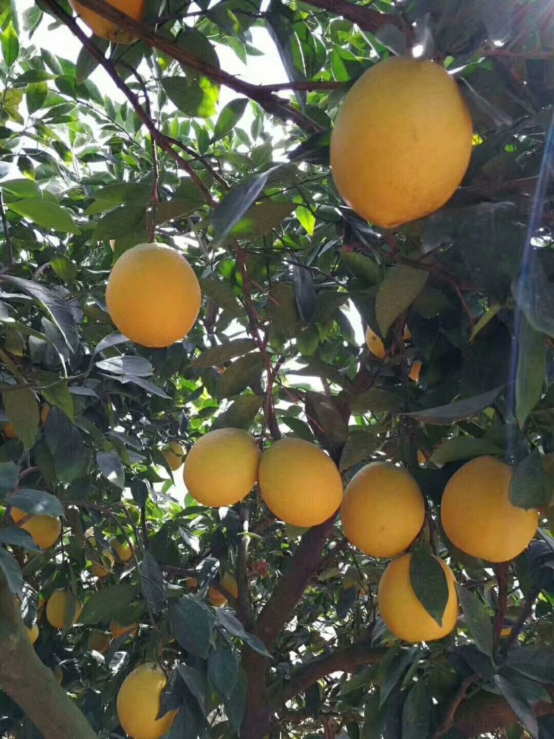 脐橙