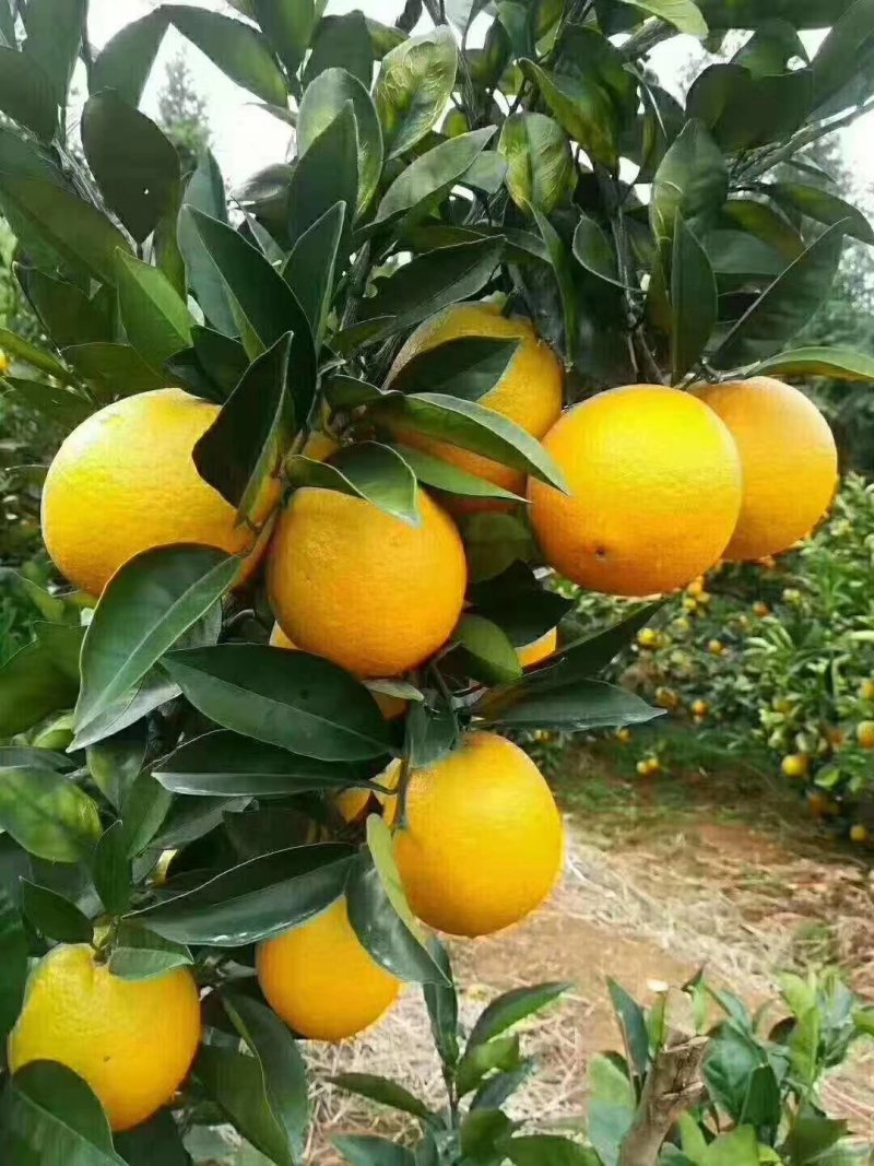 脐橙
