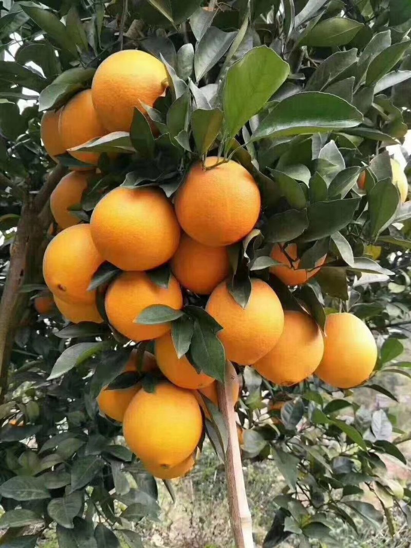 脐橙