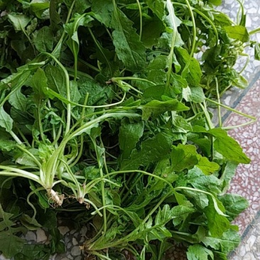荠菜