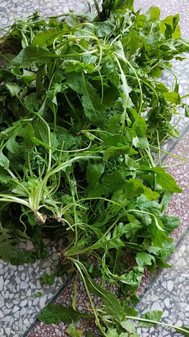 荠菜