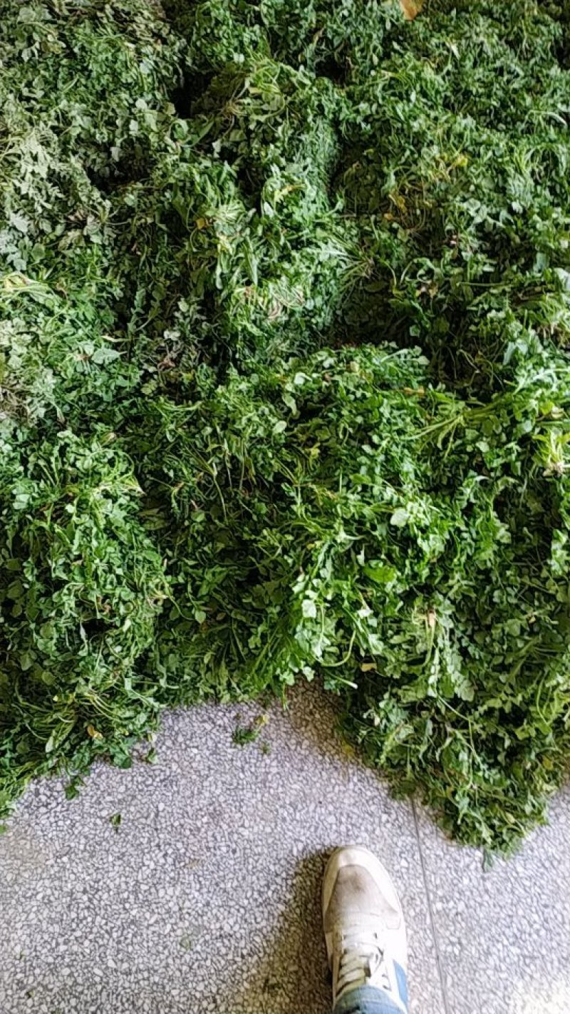 荠菜