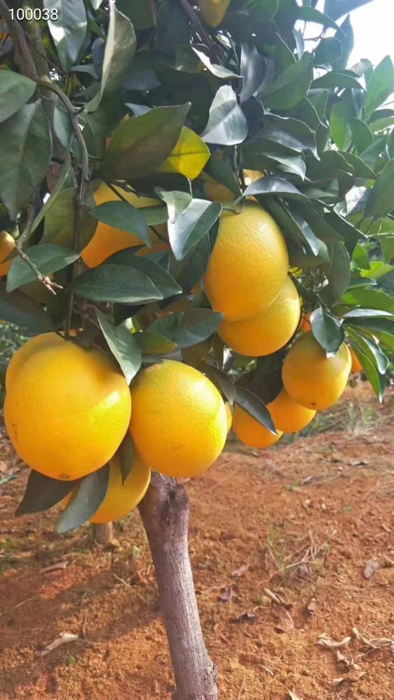 脐橙