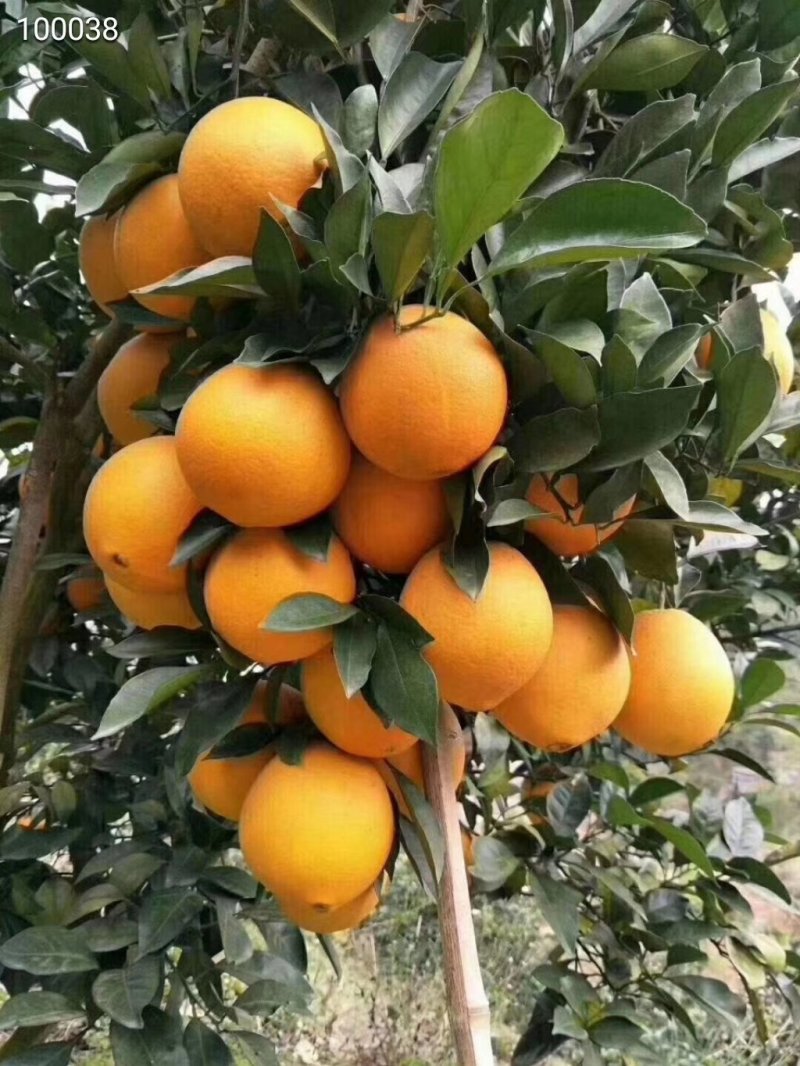 脐橙