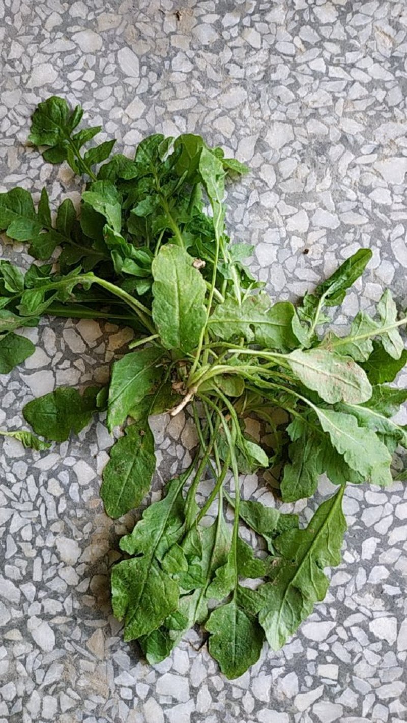 荠菜