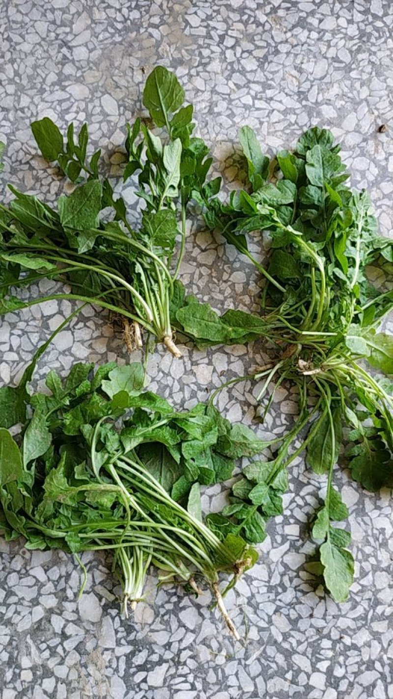 荠菜