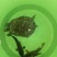 野生甲鱼