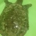 野生甲鱼