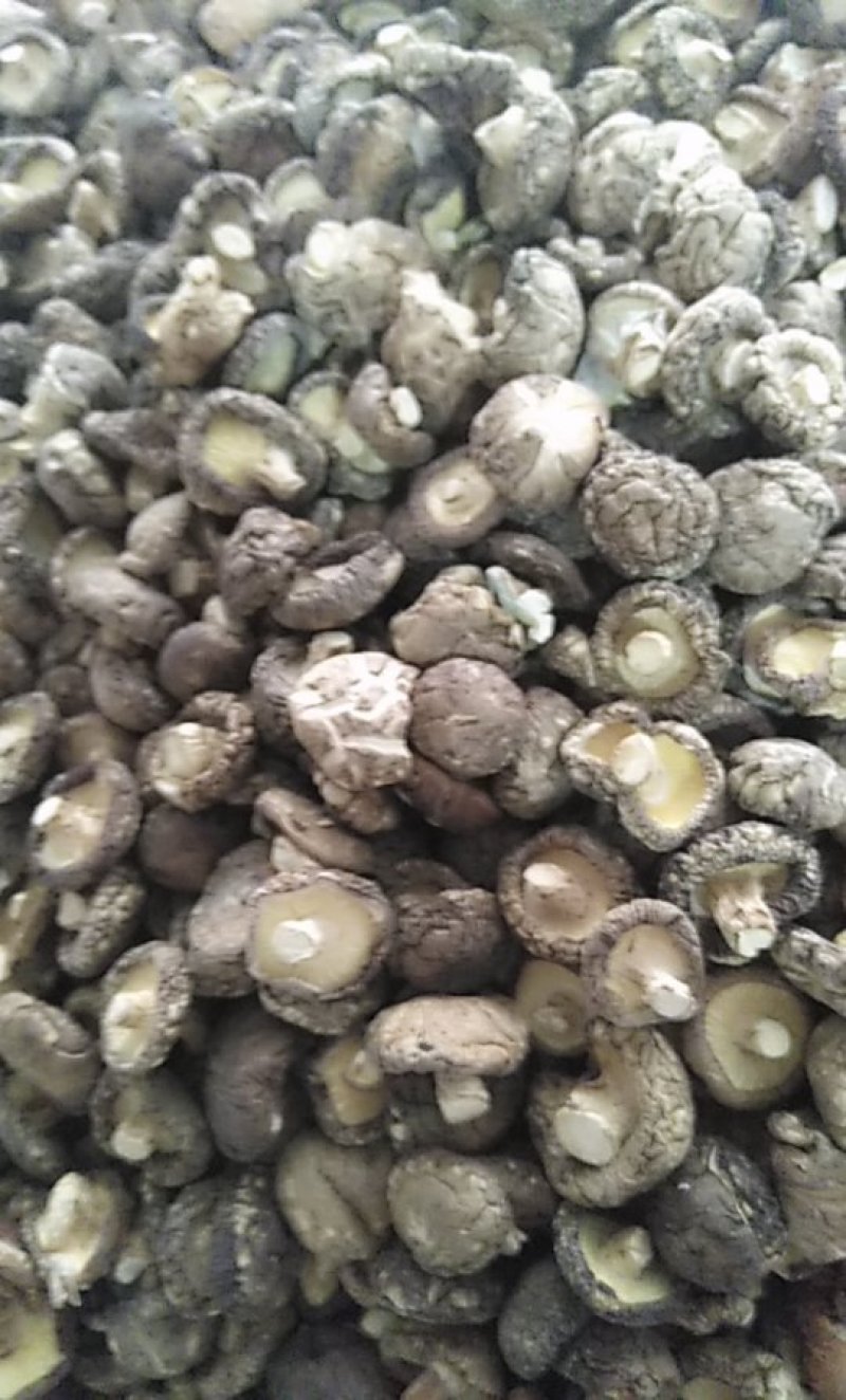 南阳精品干香菇/基地直发1.8优选/可一件代发/量大从优