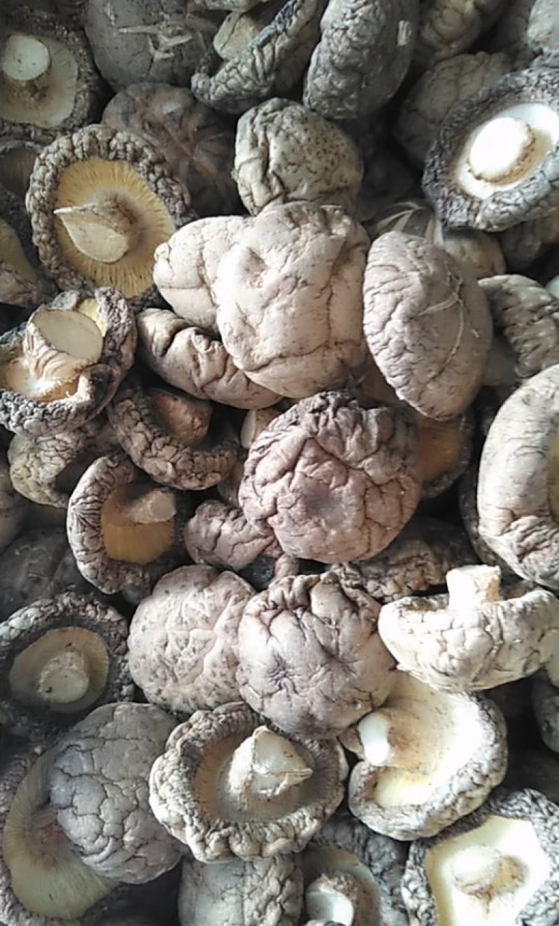 南阳春栽优选特面4.0干香菇产地直发/身干无杂/量大从优