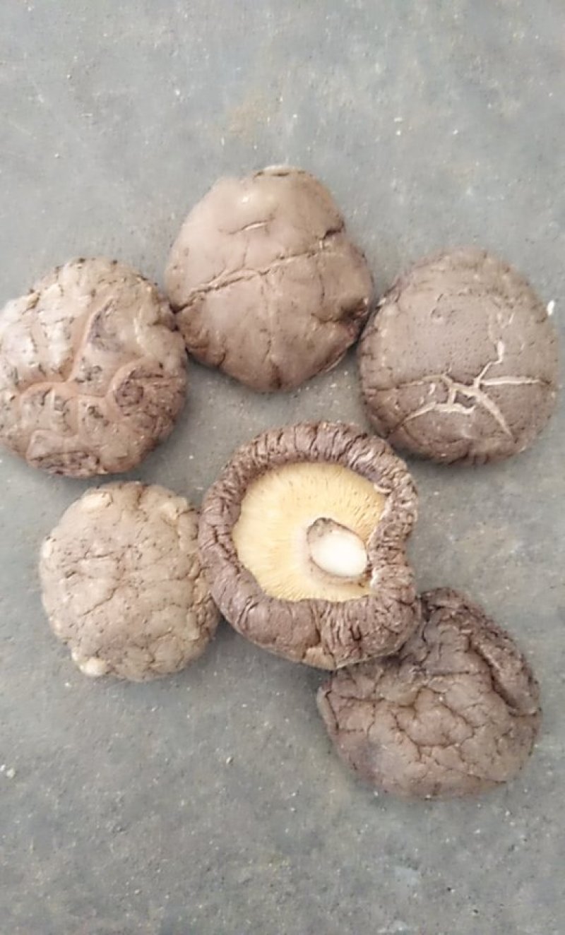 南阳春栽优选特面4.0干香菇产地直发/身干无杂/量大从优