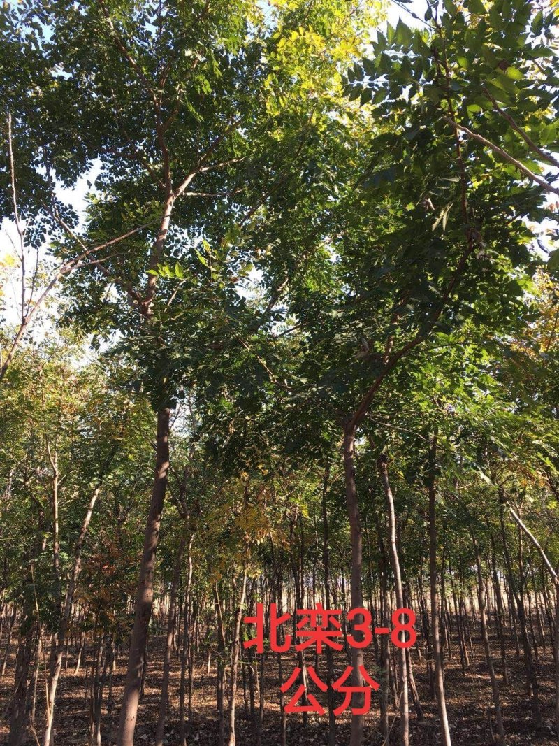 北栾树