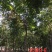 北栾树
