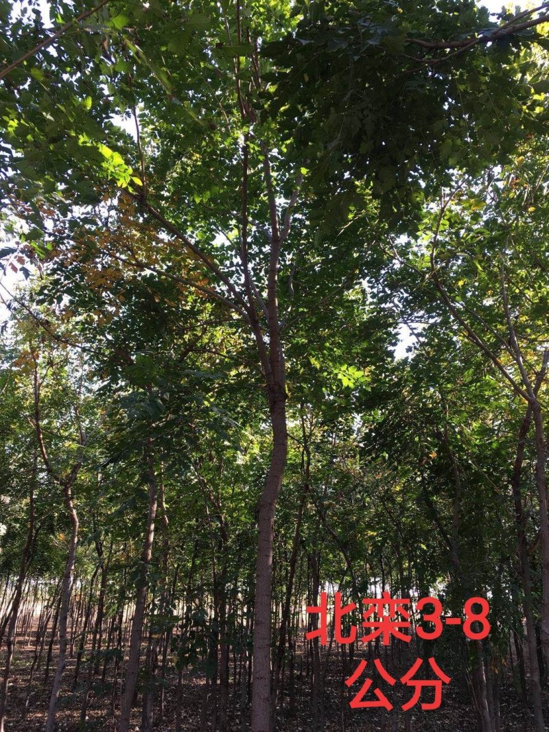 北栾树