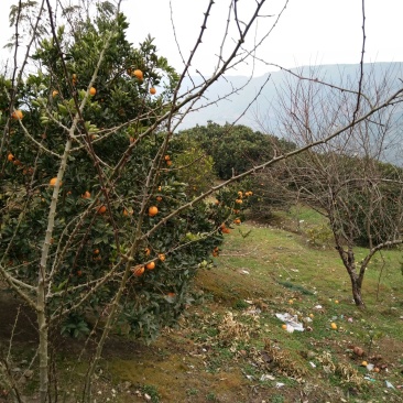 脐橙