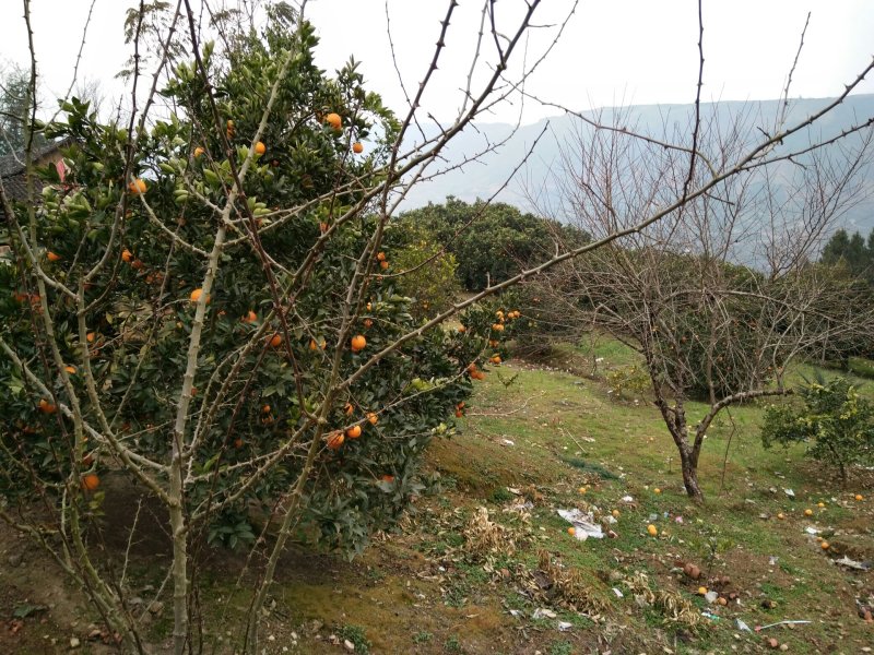 脐橙