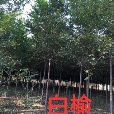 白榆